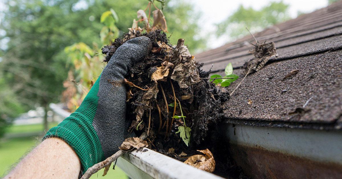 How Often You Should Clean Your Gutters Winducks
